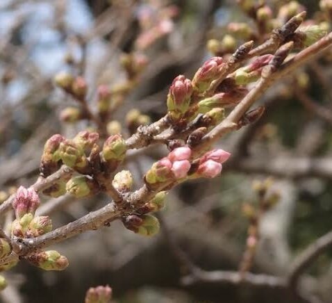 [アイキャッチ]もうすぐ春！！