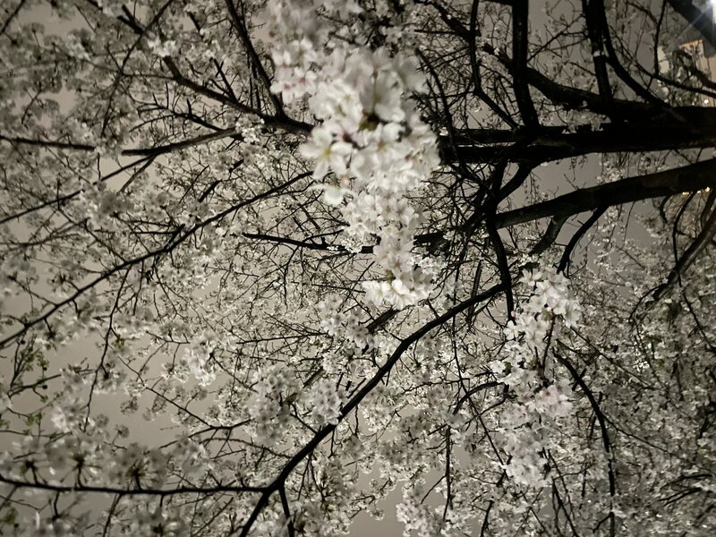 [アイキャッチ]桜