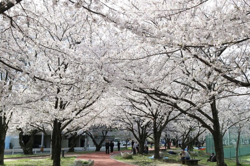 [アイキャッチ]桜バトン♪ その2