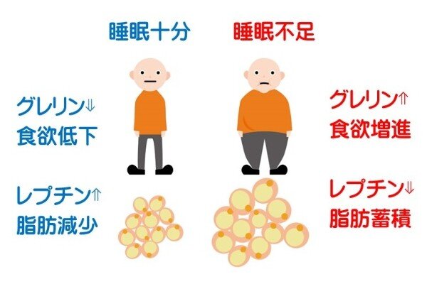 [アイキャッチ]●睡眠不足は食欲を増加させるデブホルモンが増える!?