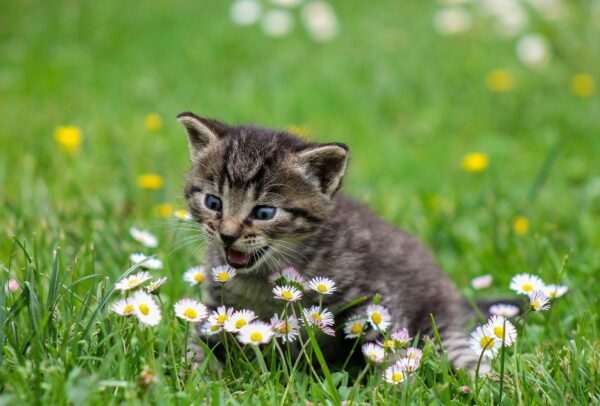 芝生に咲く花と猫