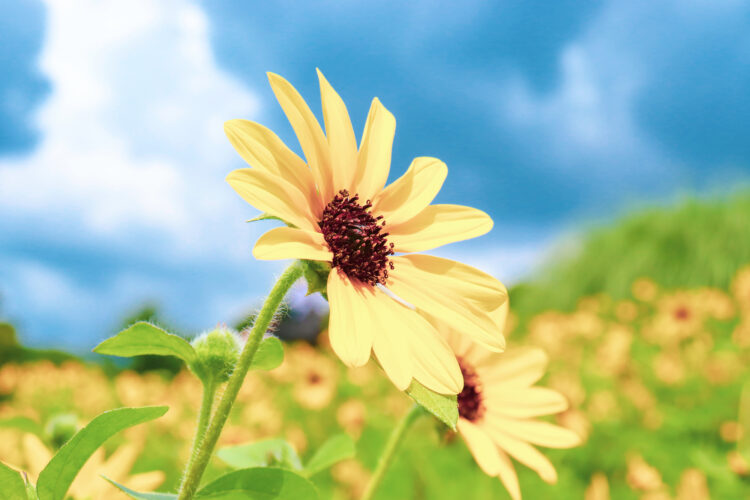 観光地 黄色い花